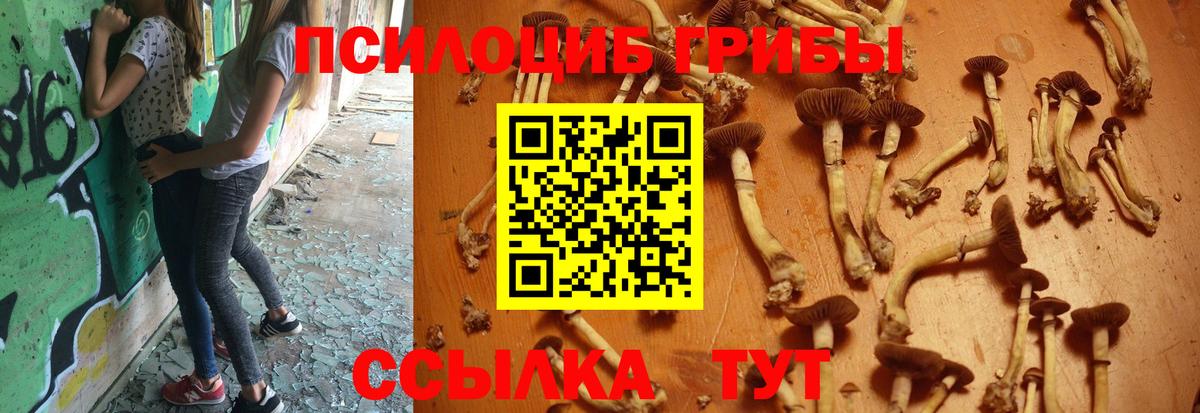 Алатырь  Галлюциногенные грибы Psilocybine cubensis  Вход с VPN  Псилоцибиновые грибы мицелий 